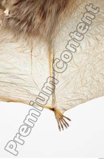 European Bat - Barbastella barbastellus 0010